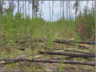 Environmental Consulting Case 2