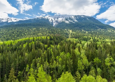 Division Manager, Peace Region