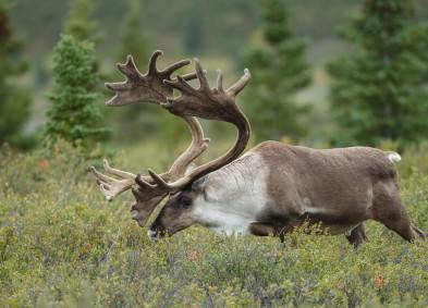 Silviculture Forester