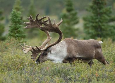 Environmental Services | Services | CCI Inc