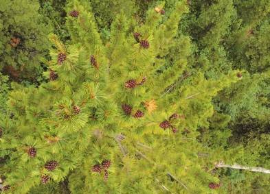 Forestry Supervisor | Geoterra IRS