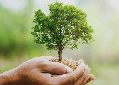 Silviculture Surveyor | Geoterra