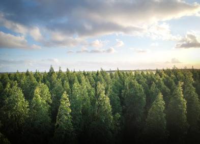 Publications | CCI Inc